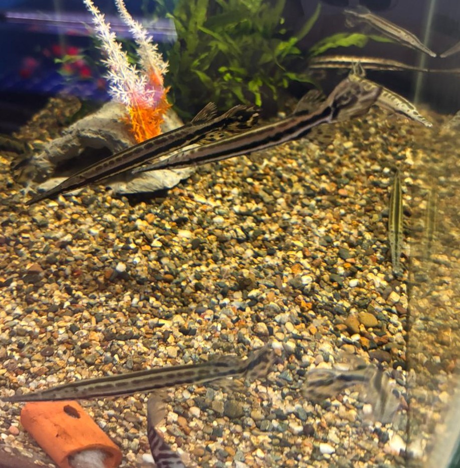 Ikan Buaya